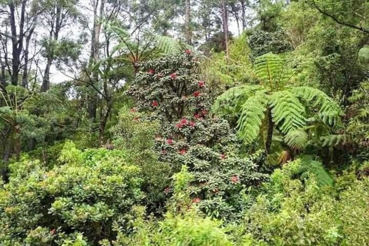 La Rose Guest House Nuwara Eliya Luaran gambar